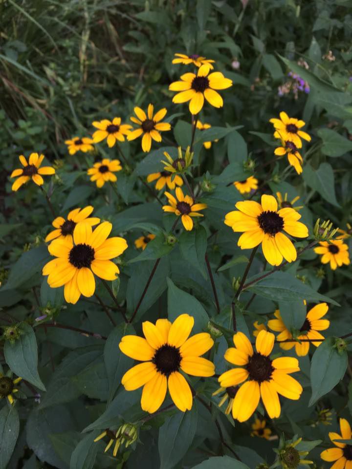 Wildflowers that spread
